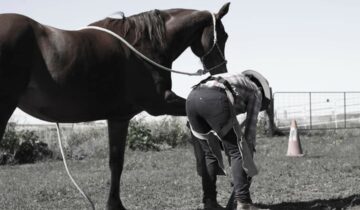 My Journey into Equine Nutrition and Podiotherapy