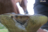 A horse hoof with seedy toe