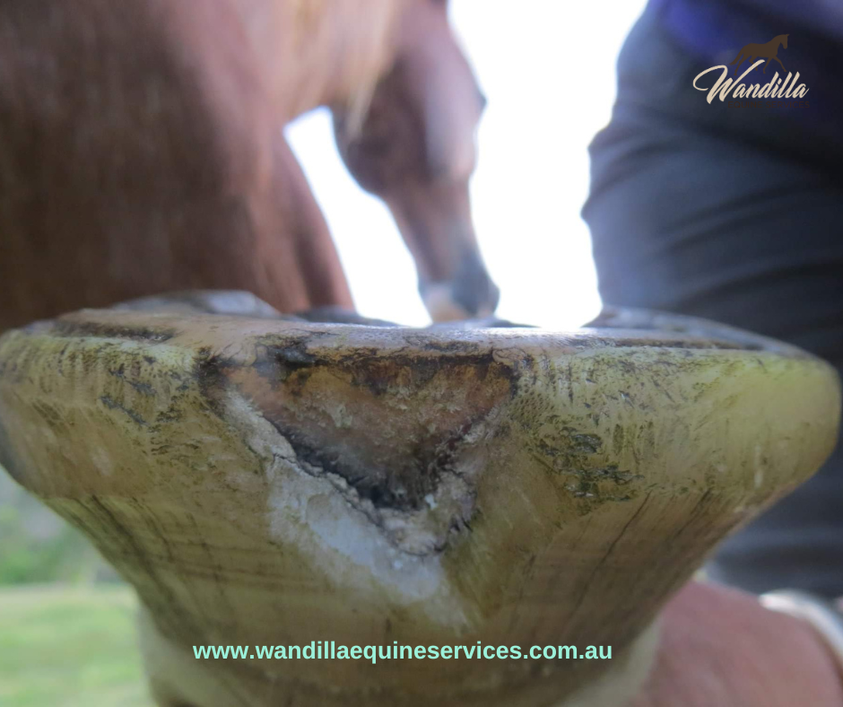 A horse hoof with seedy toe