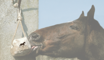 The Essential Role of Salt for Your Horse’s Diet.
