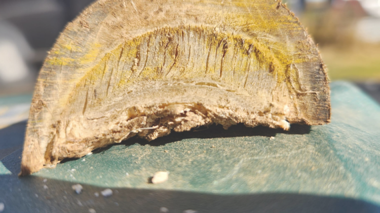 Laminitis Prevention