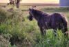 A grey horse in a grey field wearing a grazing muzzle
