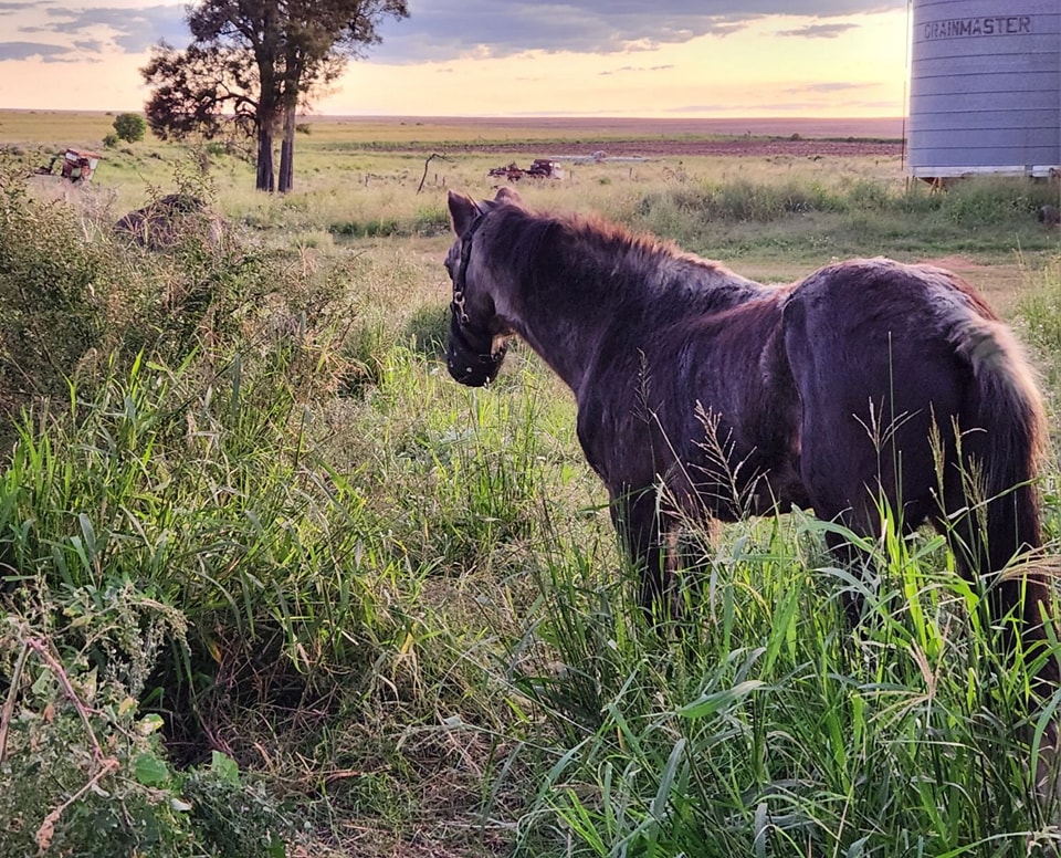 A grey horse in a grey field wearing a grazing muzzle