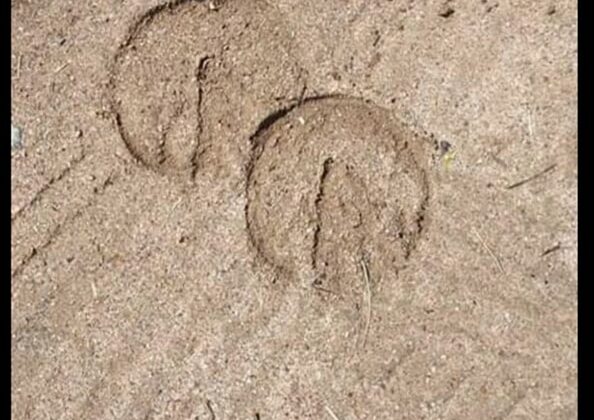 Hoof Health: Beyond the trim