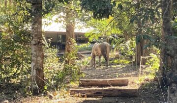 The power of movement and enrichment for your horse.